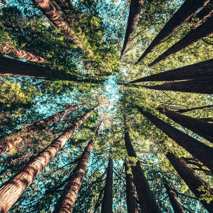 Blick von unten auf hohe Bäume und grünes Blätterdach im Wald.